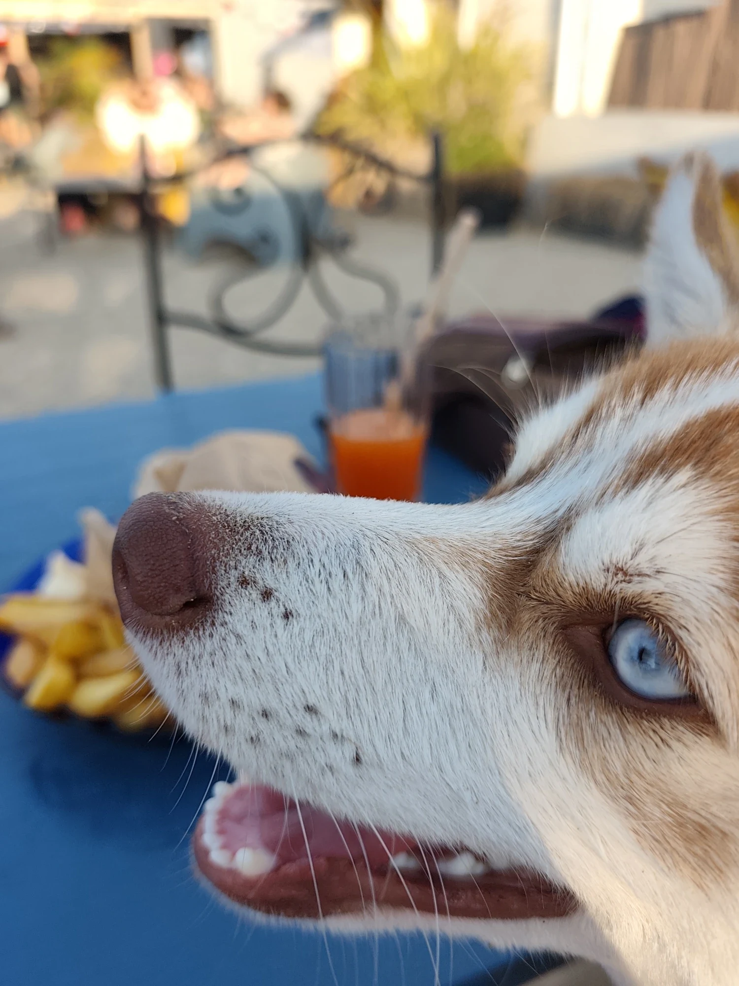 Bueno, pomsky fauve aux yeux bleus, en gros plan